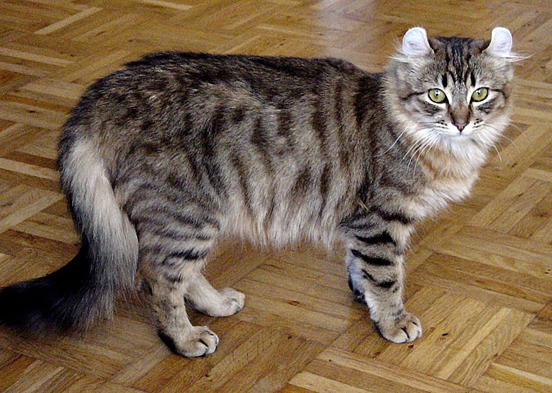 American Curl 2 - cat Breeds | კატის ჯიშები | katis jishebi
